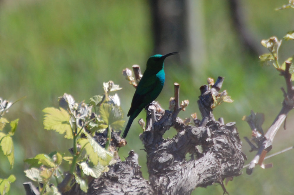 dal Sud Africa:  Nettarinia malachite (Nectarinia famosa)